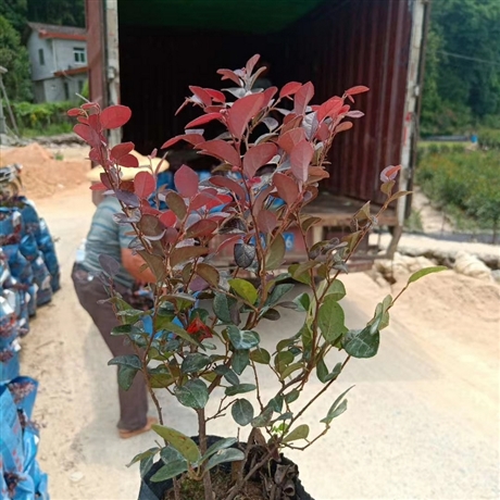 红花继木袋苗红花继木苗红花继木球批发