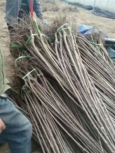 一根棍大樱桃树苗育苗基地柱状俄罗斯8号樱桃苗华勤种苗