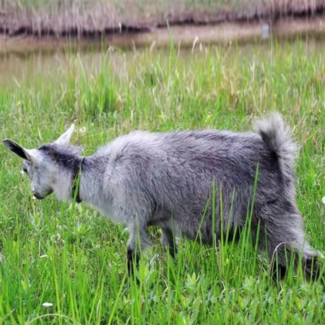 青山羊价格报价便宜青山羊小羊价格自产自销