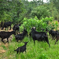 养殖黑山羊利润与成本  黑山羊养殖