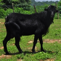 湘美黑山羊的价格表  湘美黑山羊种羊的优势