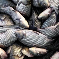 豪情鱼苗 鲫鱼苗， 放生鲫鱼苗供应