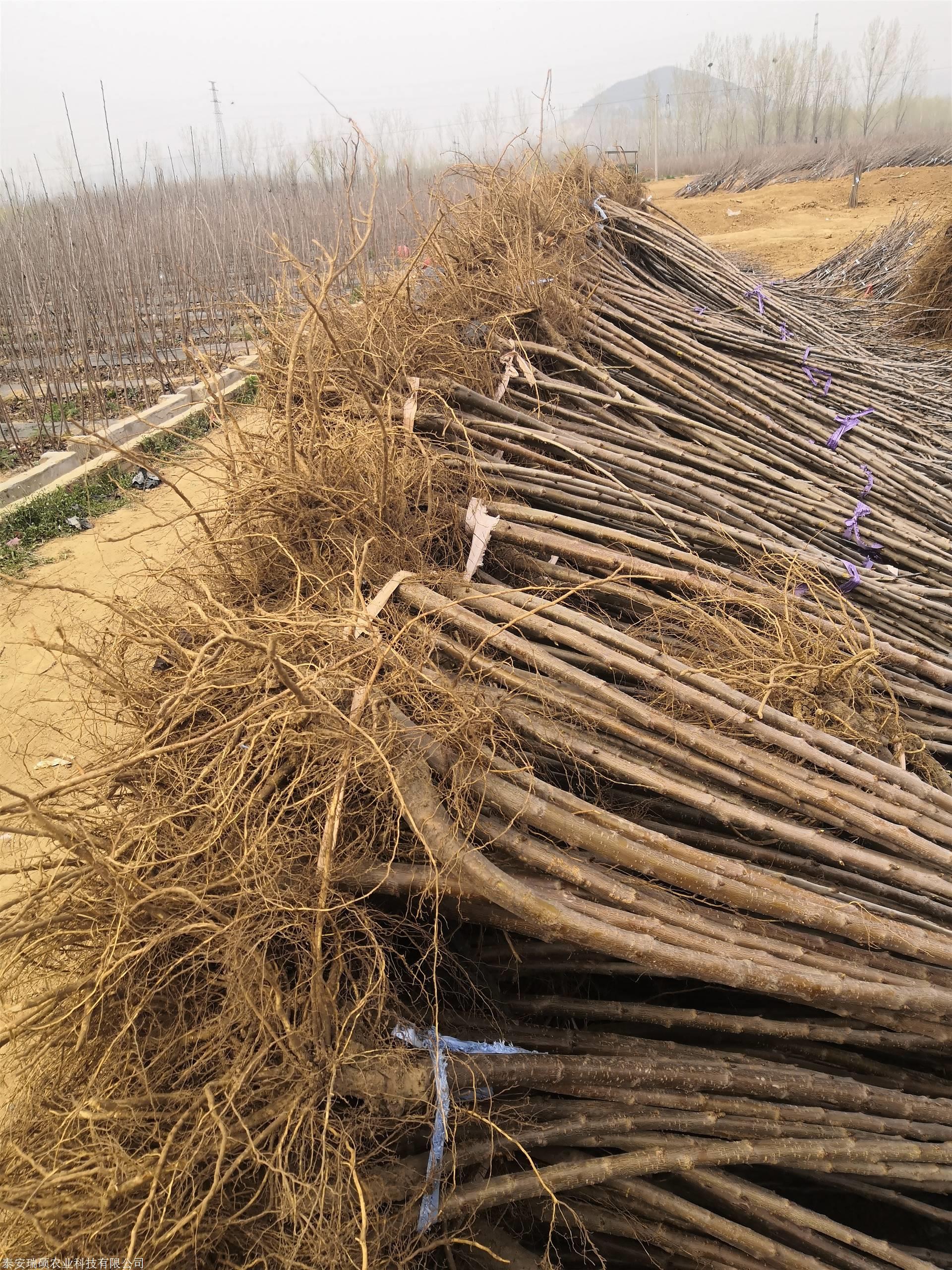 1公分鲁樱3号樱桃苗,鲁樱3号樱桃苗批发采购