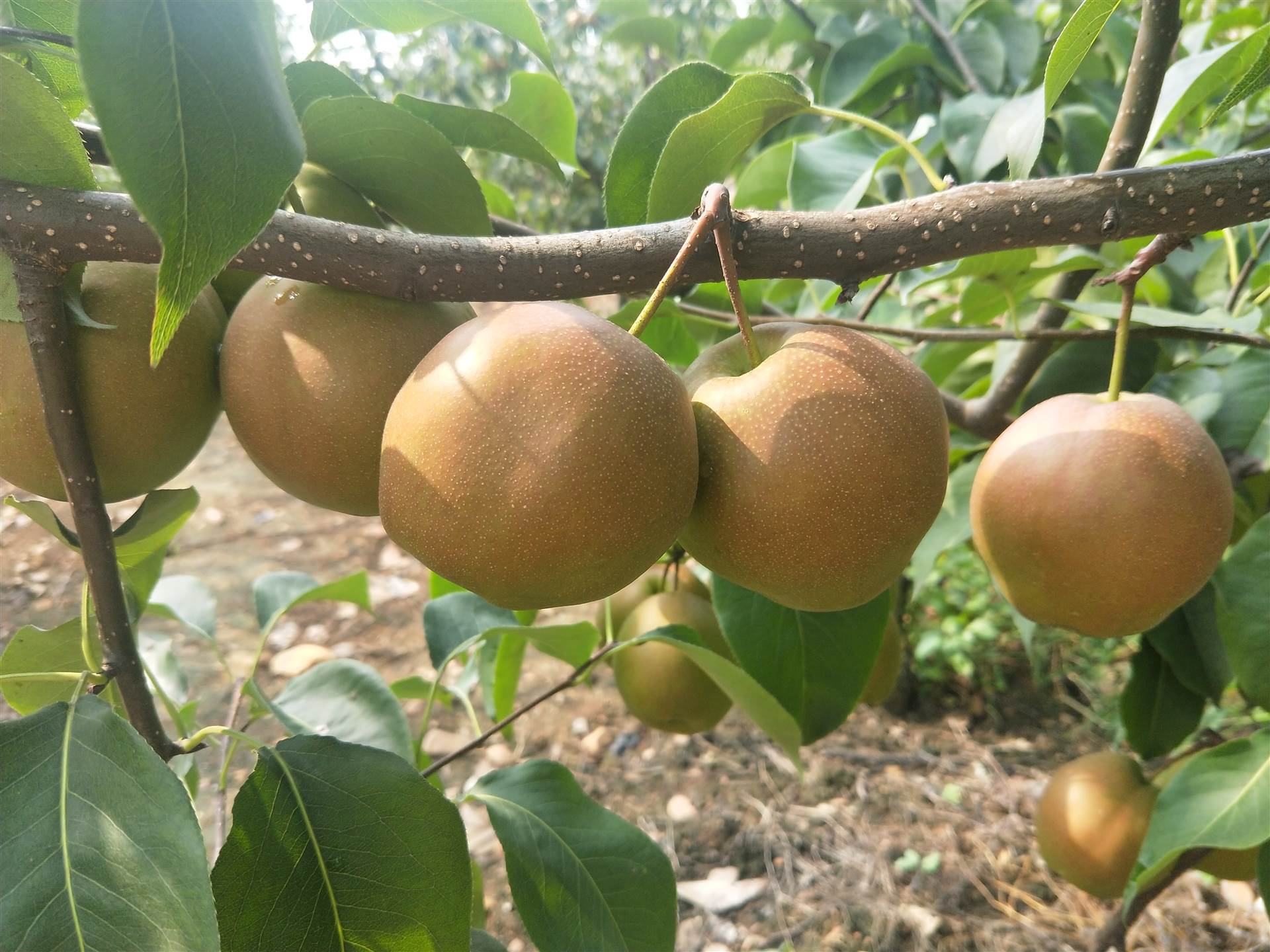 2.玉露香梨树被修剪了.