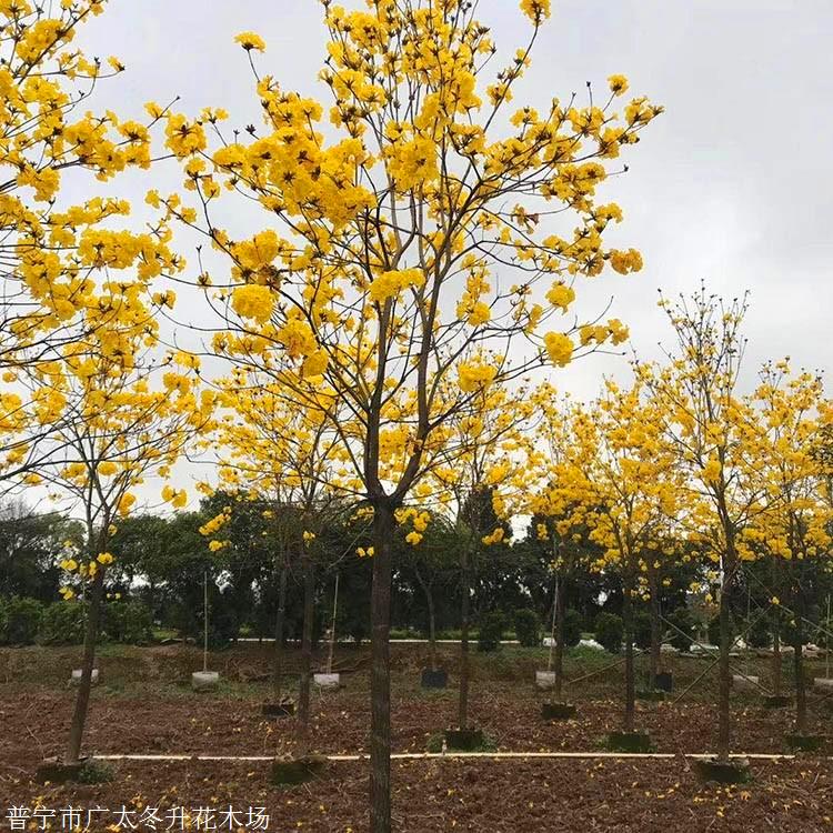 黃花風鈴木產地江西紅花風鈴木市政道路工程綠化苗