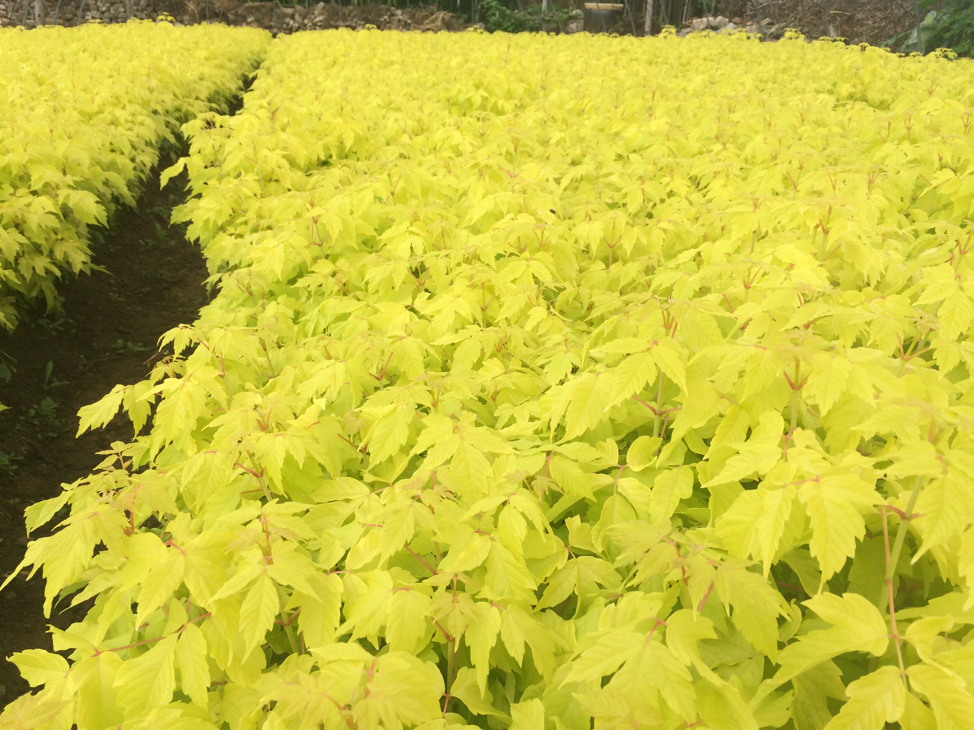 金叶复叶槭小苗培育基地金叶复叶槭苗子保证质量