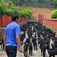 长沙黑山羊,长沙黑山羊价格,长沙大的黑山羊养殖基地