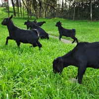 养20头黑山羊一年赚多少钱  刚开始养殖黑山羊