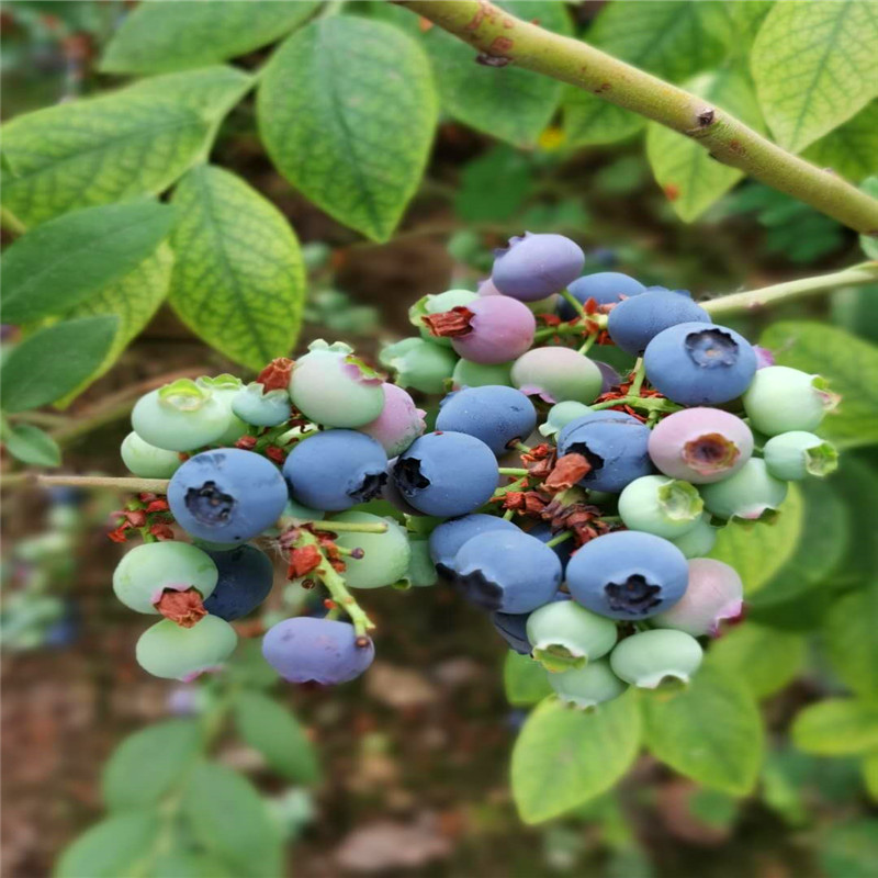 吉林春高蓝莓苗个大味甜新品种蓝莓苗当年结果