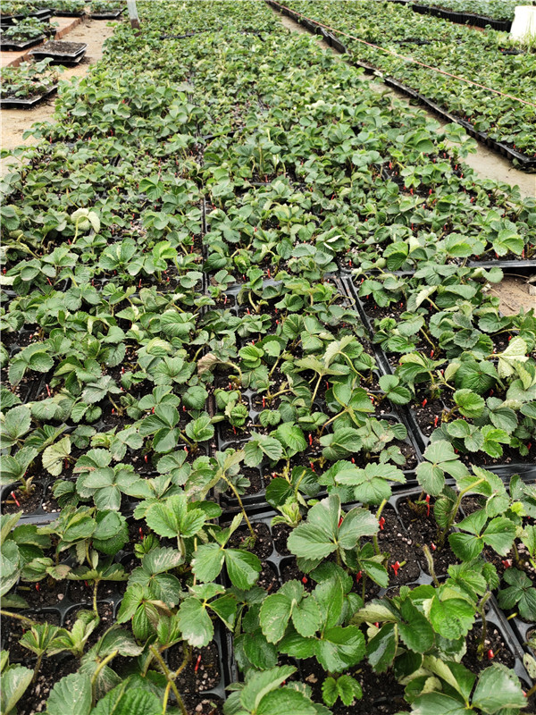桃熏草莓苗水果种植前景红颜草莓苗