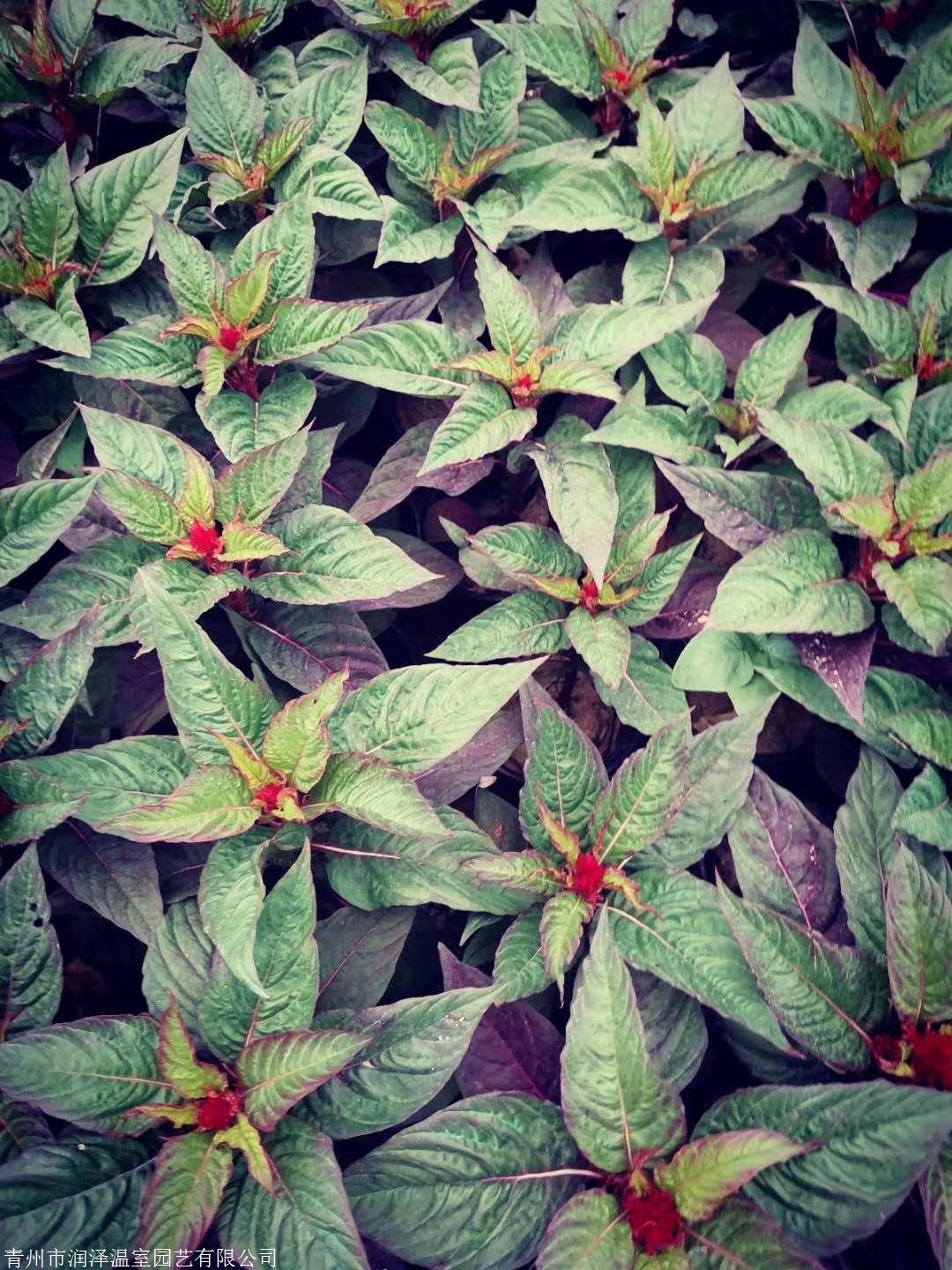 雞冠花青州雞冠花雞冠花營養杯苗雞冠花基地