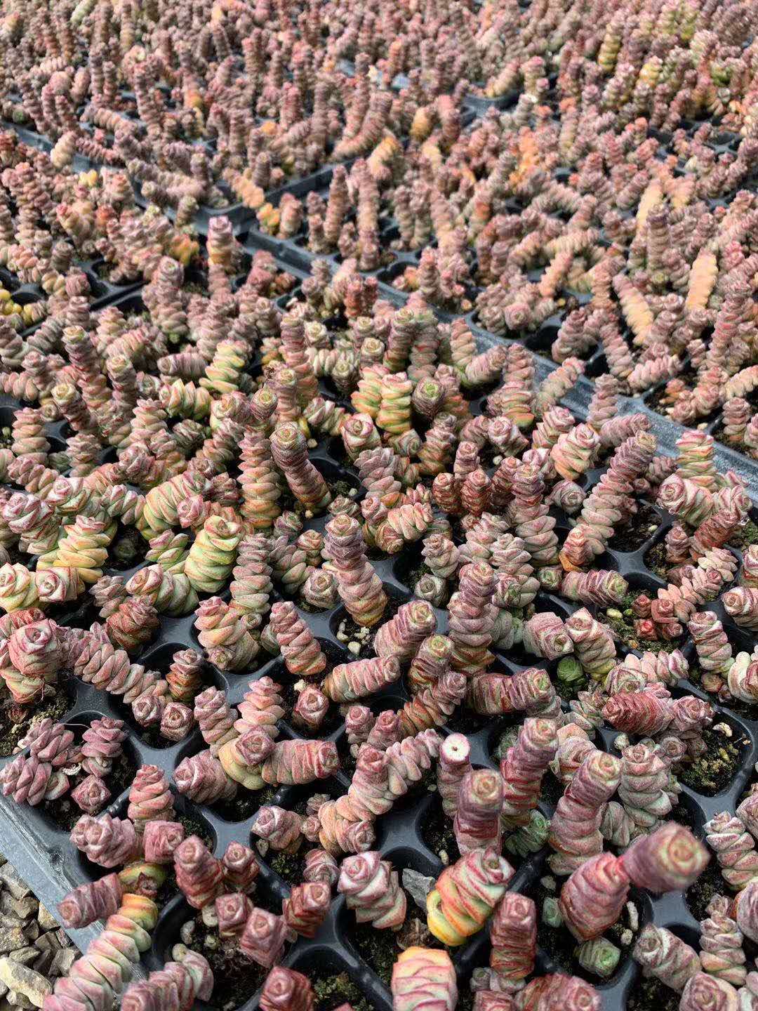 多肉植物山東多肉植物多肉植物基地多肉植物供應基地