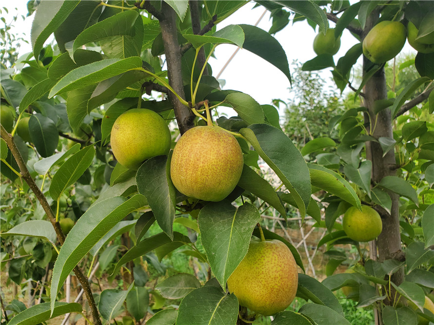 夏玉梨2020年报价 夏玉梨管理经验