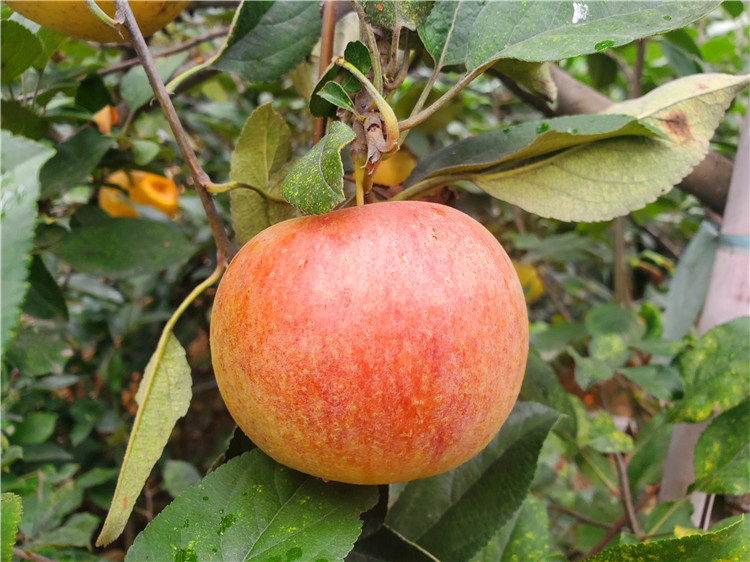 烟富8苹果苗直销 烟富8号苹果小叶病防治方法