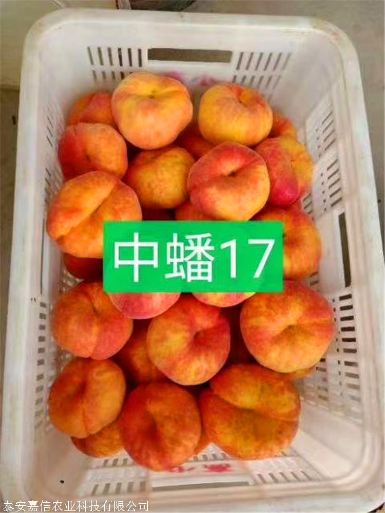 中蟠21号中蟠21号具体介绍