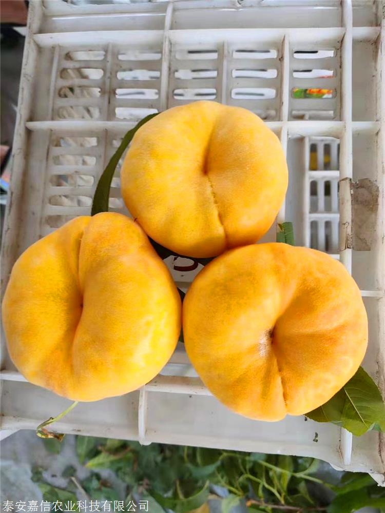 中蟠17蟠桃:郑州果树研究所培育,8月初成熟,85%着红色,套袋后金黄,单