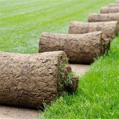 马尼拉草皮基地 马尼拉草卷 惠州马尼拉草坪