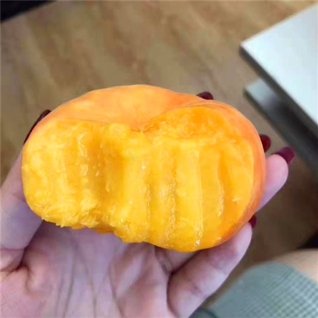 中蟠7号蟠桃苗介绍中蟠7号蟠桃苗优缺点