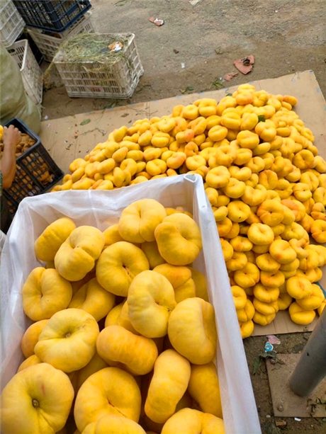 中蟠7号蟠桃苗介绍中蟠7号蟠桃苗优缺点