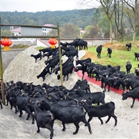 湘东黑山羊养殖基地  湘东黑山羊养殖场应如何设计