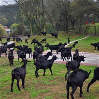 黄淮山羊种羊场  长沙黑山羊种