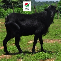 黑山羊市场价格,湖南湘美黑山羊养殖基地