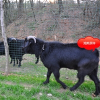 湖南湘美黑山羊养殖基地  湘美黑山羊养殖