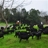 养殖黑山羊种什么牧草  牧草养出的黑山羊