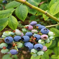 薄雾蓝莓苗自产自销 甘肃蓝莓树苗苗真价实
