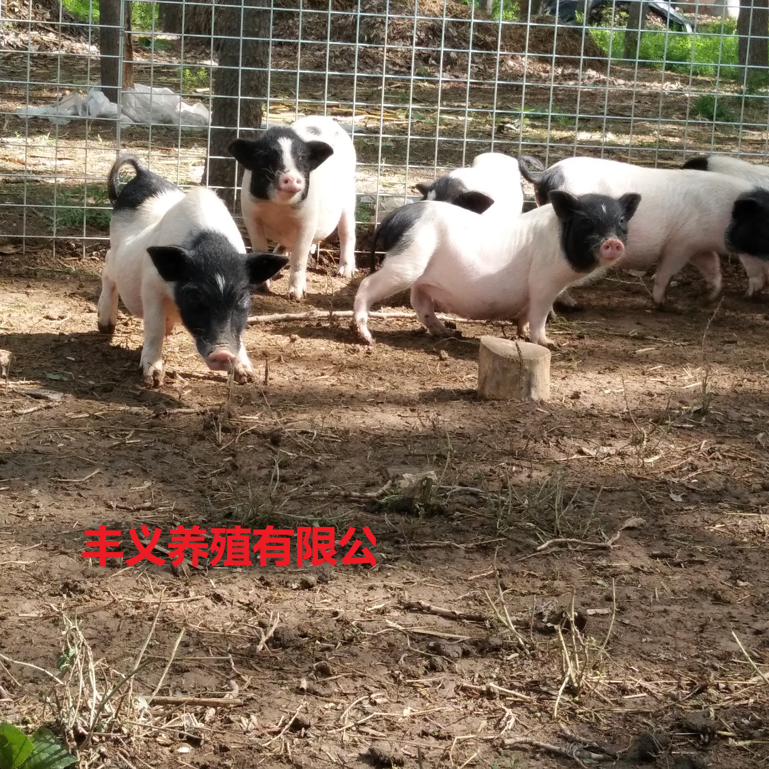 山东巴马香猪养殖基地迷你小香猪价格免费提供技术