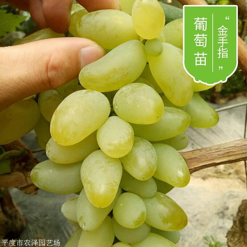 今年以来蓝莓、荔枝、樱桃等水果大幅降价 消费者“甜”了果农有赚头吗？