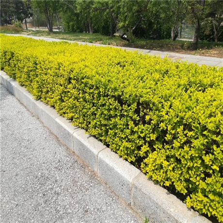 东营金叶女贞绿篱苗重诺基地直销价格实惠