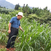 养殖黑山羊种什么牧草  黑山羊养殖之湘美种草篇