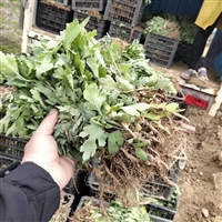 金丝皇菊花苗子种植处理高产方法