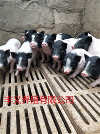 门头沟区香猪养殖巴马香猪苗多少钱一只免费提供技术