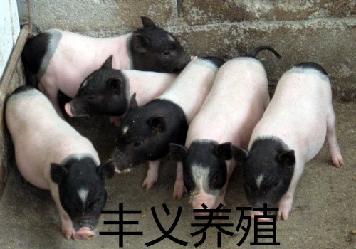 四川巴马香猪养殖基地迷你小香猪价格免运费