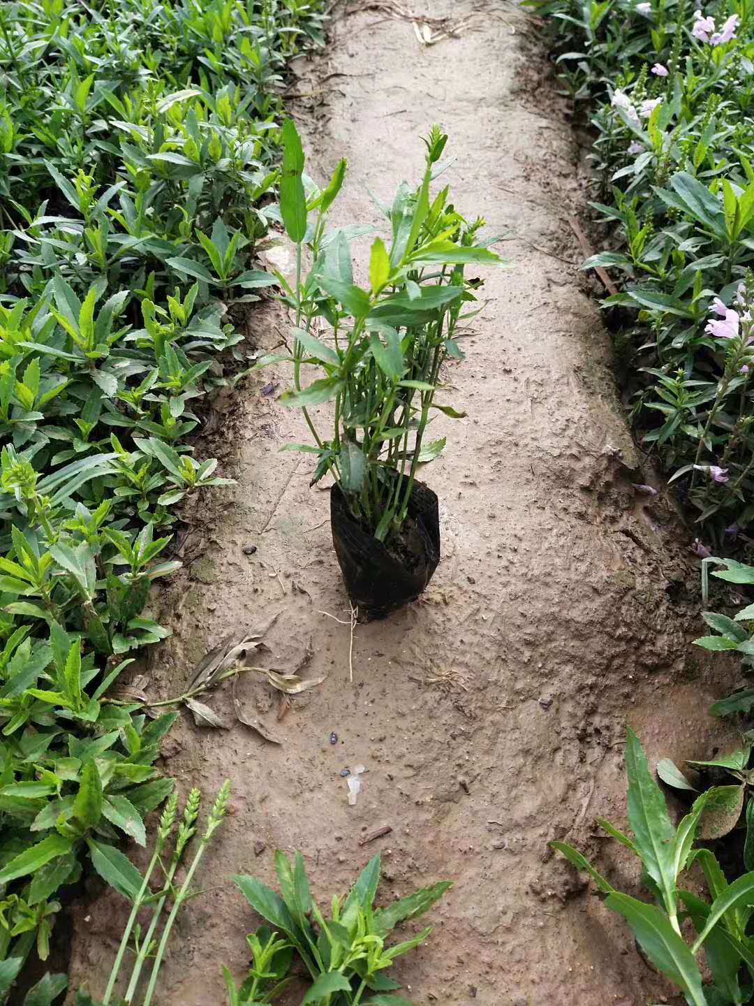 假龙头,山东假龙头,营养杯假龙头苗,假龙头基地,假龙头种植