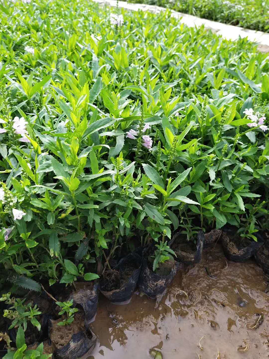 假龙头,山东假龙头,营养杯假龙头苗,假龙头基地,假龙头种植