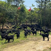浏阳黑山羊,浏阳黑山羊养殖,湖南大的黑山羊养殖基地