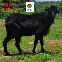 湖南湘美黑山羊养殖基地  湖南湘美黑山羊