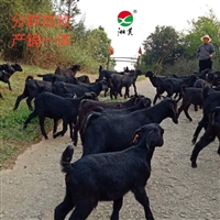 湖南湘美黑山羊养殖基地  湘美黑山羊养殖厂杨师傅放羊心得