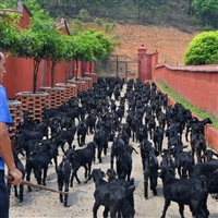 湖南湘美黑山羊养殖基地  湖南湘美黑山羊可靠