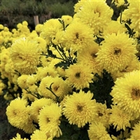 亳州一晨中药材 婺源皇菊花苗种植 插纤苗子培育繁殖基地