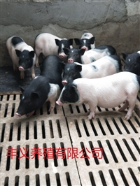宣武区香猪养殖巴马香猪产地哪里免费提供技术