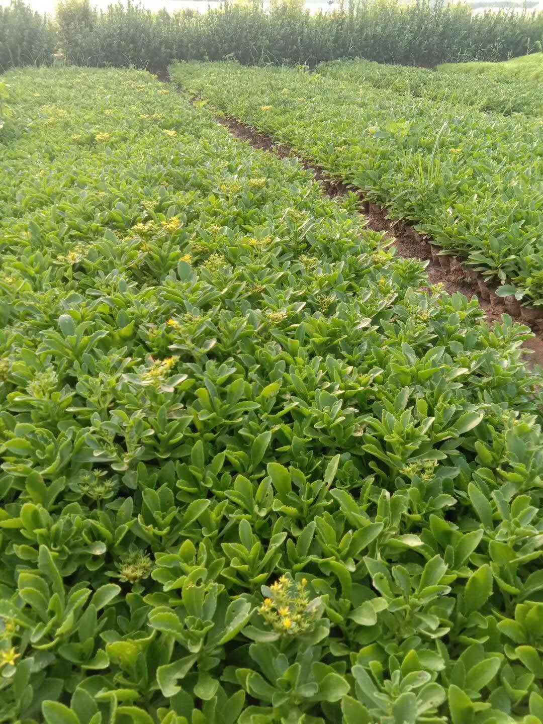 三七景天,青州三七景天,三七景天基地,三七景天种植基地