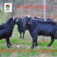 山区黑山羊养殖,分区分群放牧的优点