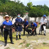 湖南黑山羊养殖基地在哪里  湖南地区养殖湖南黑山羊