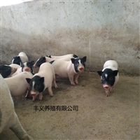 西城区香猪养殖巴马香猪价格市场价格免费提供技术