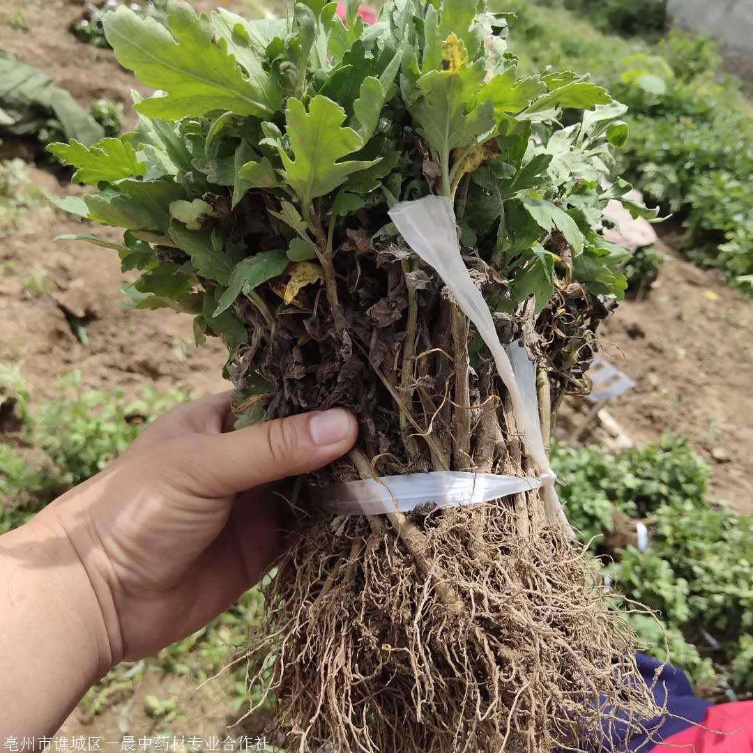 联系方式产品信息获取底价查看电话收藏商品关键词杭白菊花苗,杭白