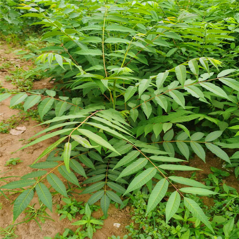 厂家批发香椿苗红香椿树苗批发繁育基地